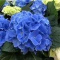 Kräftig blühende Blüte Bauernhortensie 'Fabolo Blue'