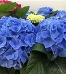 Zwei Blütenbälle einer Bauernhortensie 'Fabolo Blue'