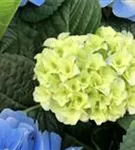 Helle Blüten Bauernhortensie 'Fabolo Blue'