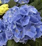 Blüten Bauernhortensie 'Fabolo Blue'