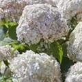 Blüten Schneeballhortensie 'Candybelle' ® Marshmallow