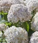 Blüten Schneeballhortensie 'Candybelle' ® Marshmallow