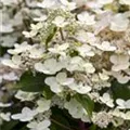 Weiße Blüten Rispenhortensie 'Magical Himalaya'®