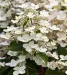Weiße Blüten Rispenhortensie 'Confetti'®