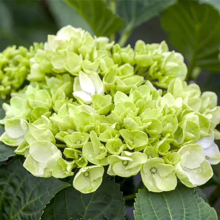 Bauernhortensie 'Wudu'