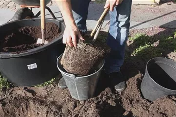 Rispenhortensie - Einpflanzen im Garten Rispenhortensie - Einpflanzen im Garten