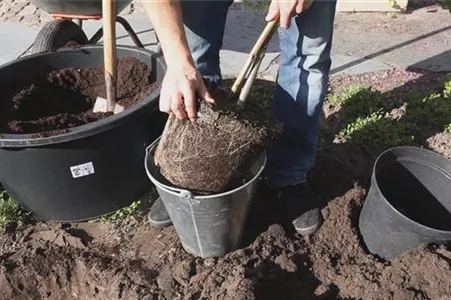 Rispenhortensie - Einpflanzen im Garten Rispenhortensie - Einpflanzen im Garten