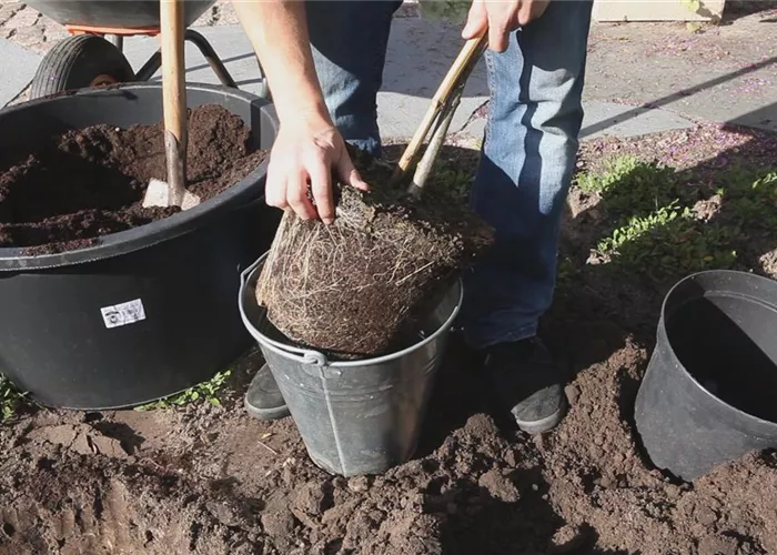 Rispenhortensie - Einpflanzen im Garten Rispenhortensie - Einpflanzen im Garten