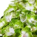 Grün-weiße Blüten Hydrangea macrophylla 'Magical Noblesse'®