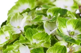 Bauernhortensie 'Magical Noblesse'® - Hydrangea macrophylla 'Magical Noblesse'®