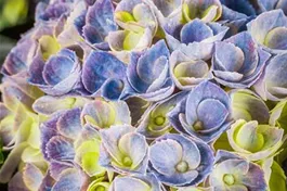 Bauernhortensie 'Magical Revolution'® blau - Hydrangea macrophylla 'Magical Revolution'® blau