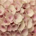 Nahansicht Blüten rosa Hydrangea macrophylla 'Magical Revolution'® rosa
