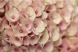 Bauernhortensie 'Magical Revolution'® rosa - Hydrangea macrophylla 'Magical Revolution'® rosa