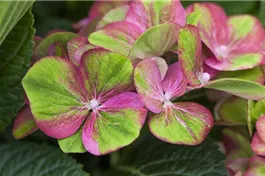 Bauernhortensie 'Magical Greenfire'® - Hydrangea macrophylla 'Magical Greenfire'®