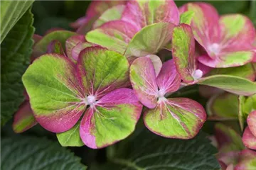 Hydrangea macrophylla 'Magical Greenfire'®