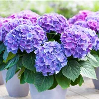 Winterschutz für Hortensien im Kübel Winterschutz für Hortensien im Kübel