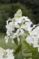 Hydrangea paniculata 'Skyfall'® Hydrangea paniculata 'Skyfall'®