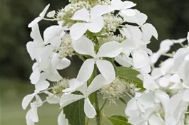 Rispenhortensie 'Skyfall'® - Hydrangea paniculata 'Skyfall'®