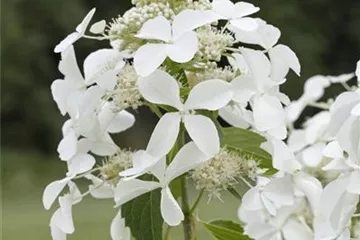 Hydrangea paniculata 'Skyfall'® Hydrangea paniculata 'Skyfall'®