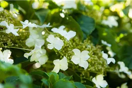 Kletterhortensie - Hydrangea petiolaris