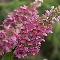 Der richtige Standort für Rispenhortensien Der richtige Standort für Rispenhortensien