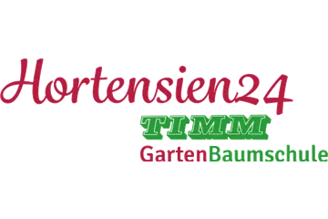 Rispenhortensie 'Bloody Marie' - Hydrangea paniculata 'Bloody Marie'
