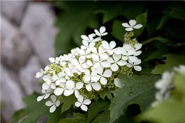 - Eichenblatthortensien  - Eichenblatthortensien