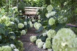 Hortensiendünger - für jede Hortensie den perfekten Dünger