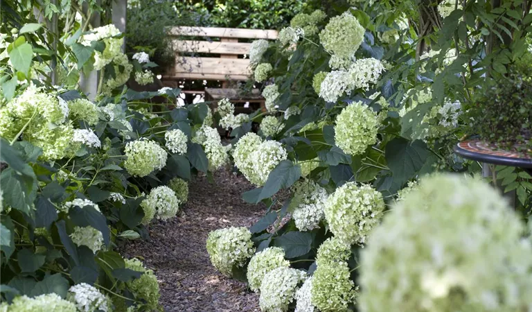 Hortensiendünger - für jede Hortensie den perfekten Dünger