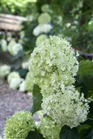 Hydrangea arborescens 'Annabelle'