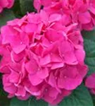 Ballhortensie 'Doris'