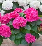 rote und weiße Hydrangea macrophylla 'Doris'