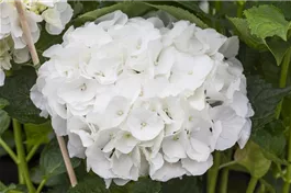 Bauernhortensie 'Magical Bride'® - Hydrangea macrophylla 'Magical Bride'®