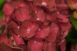 Bauernhortensie 'Magical Ruby Tuesday'® - Hydrangea macrophylla 'Magical Ruby Tuesday'®