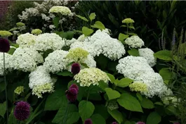 Ballhortensie 'Annabelle' - Hydrangea arborescens 'Annabelle'