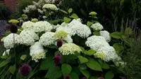 Hydrangea arborescens 'Annabelle'