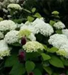 Fernaufnahme Ballhortensie 'Annabelle'