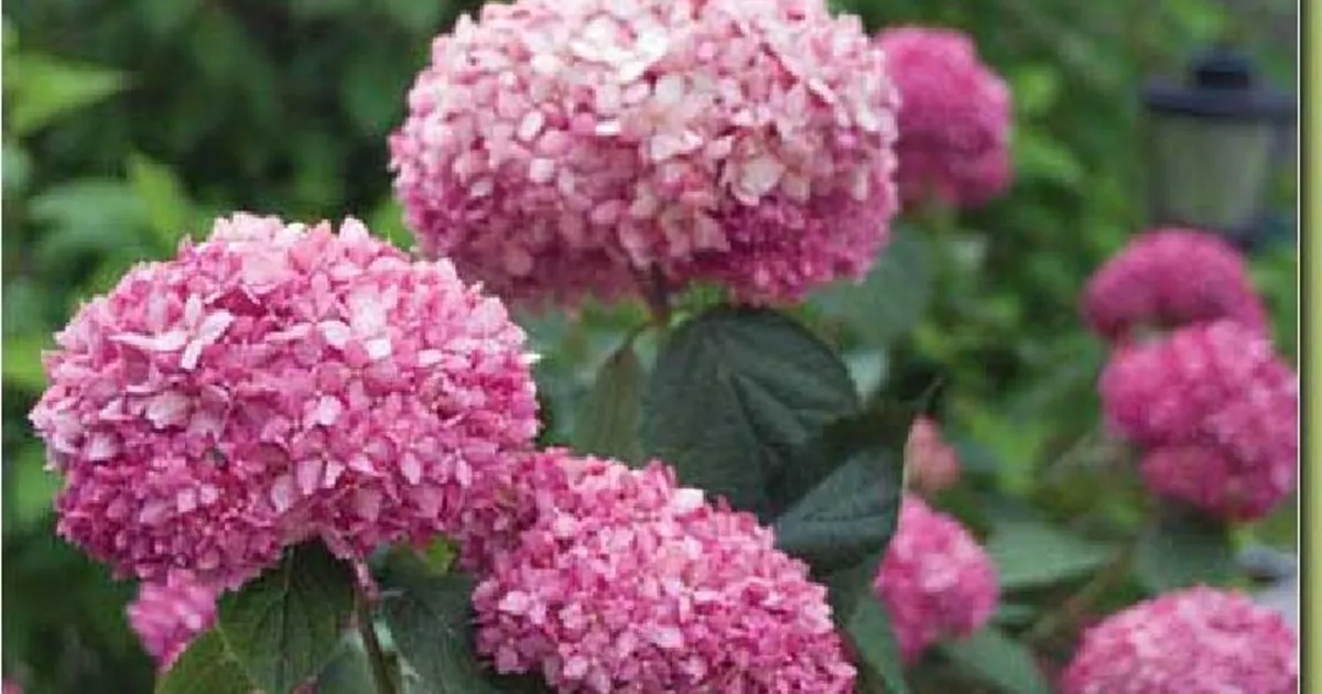 Hydrangea arbor.'Pink Annabelle' ®