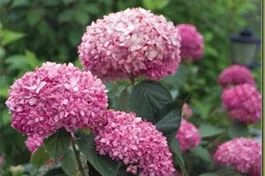 Ballhortensie 'Pink Annabelle' ® - Hydrangea arbor.'Pink Annabelle' ®