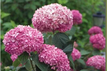 Hydrangea arbor.'Pink Annabelle' ®