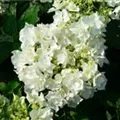 Nahaufnahme Bauernhortensie Coco