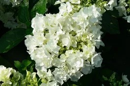 Bauernhortensie Beautesia® 'Coco' - Hydrangea Beautesia® 'Coco'