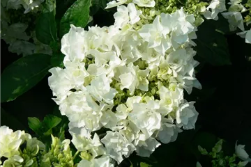 Hydrangea Beautesia® 'Coco'
