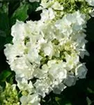 Nahaufnahme Bauernhortensie Coco