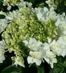 Blüten Bauernhortensie Coco