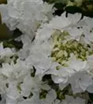 Weiße Blüten Bauernhortensie Coco