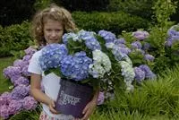 Hydrangea Forever & Ever® 'Blue' Hydrangea Forever & Ever® 'Blue'