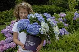 Bauernhortensie Forever & Ever® 'Blue' - Hydrangea Forever & Ever® 'Blue'