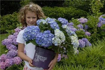 Bauernhortensie Forever & Ever® 'Blue' - Hydrangea Forever & Ever® 'Blue'