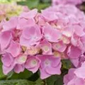 Hydrangea Forever & Ever® 'Pink'